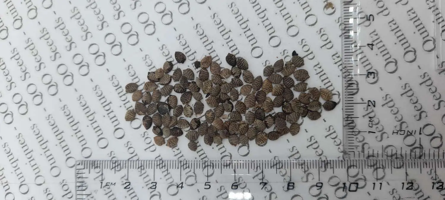 Passiflora auriculata / Passiflora torta / Cieca auriculata - Passionfruit Black Sweet Maracuja, Black Sweet Granadilla - Image 10