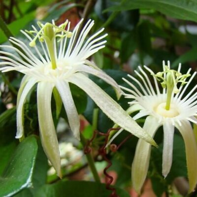 Passiflora capsularis - Vanilla Cream Passionflower Maracuja, Passion Fruit Vanilla, Passion Fruit Red