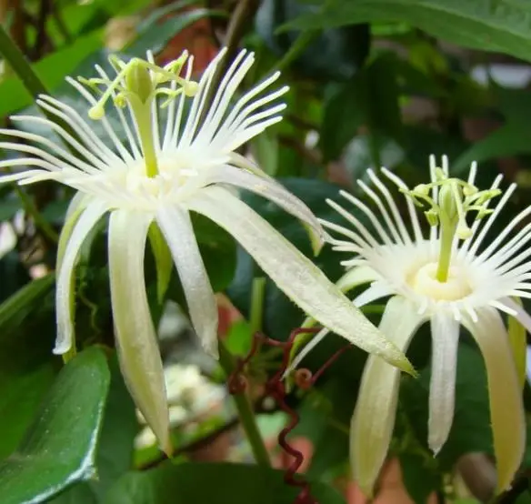 Passiflora capsularis - Vanilla Cream Passionflower Maracuja, Passion Fruit Vanilla, Passion Fruit Red