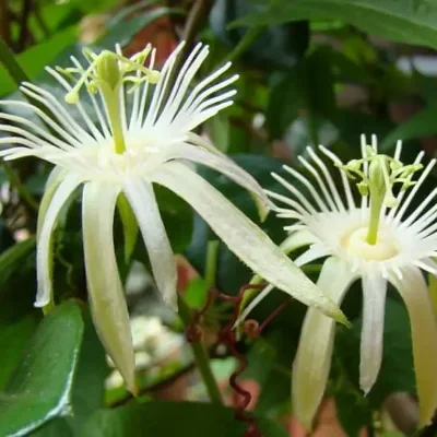 Passiflora capsularis - Vanilla Cream Passionflower Maracuja, Passion Fruit Vanilla, Passion Fruit Red
