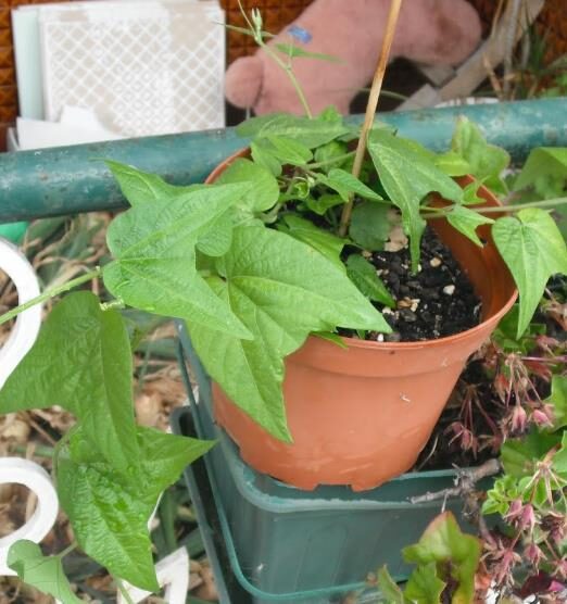 Passiflora capsularis - Vanilla Cream Passionflower Maracuja, Passion Fruit Vanilla, Passion Fruit Red - Image 2