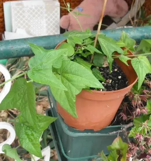 Passiflora capsularis - Vanilla Cream Passionflower Maracuja, Passion Fruit Vanilla, Passion Fruit Red - Image 2