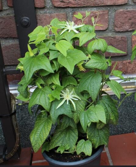 Passiflora capsularis - Vanilla Cream Passionflower Maracuja, Passion Fruit Vanilla, Passion Fruit Red - Image 3