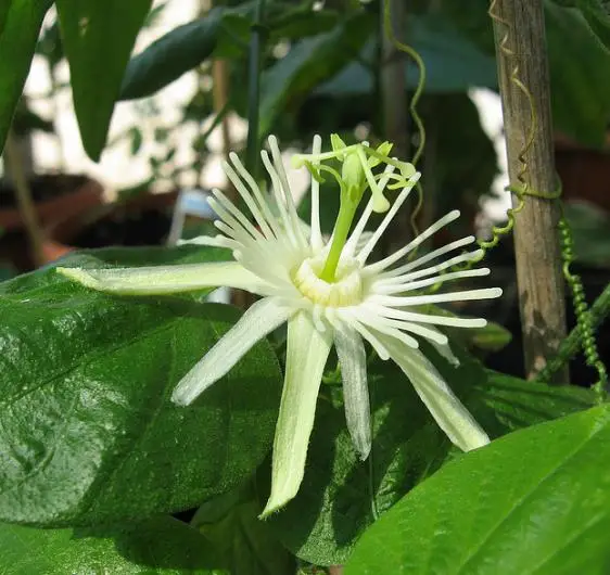 Passiflora capsularis - Vanilla Cream Passionflower Maracuja, Passion Fruit Vanilla, Passion Fruit Red - Image 4