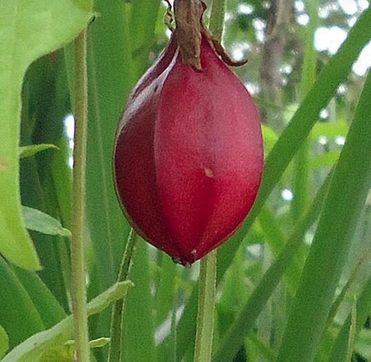 Passiflora capsularis - Vanilla Cream Passionflower Maracuja, Passion Fruit Vanilla, Passion Fruit Red - Image 5