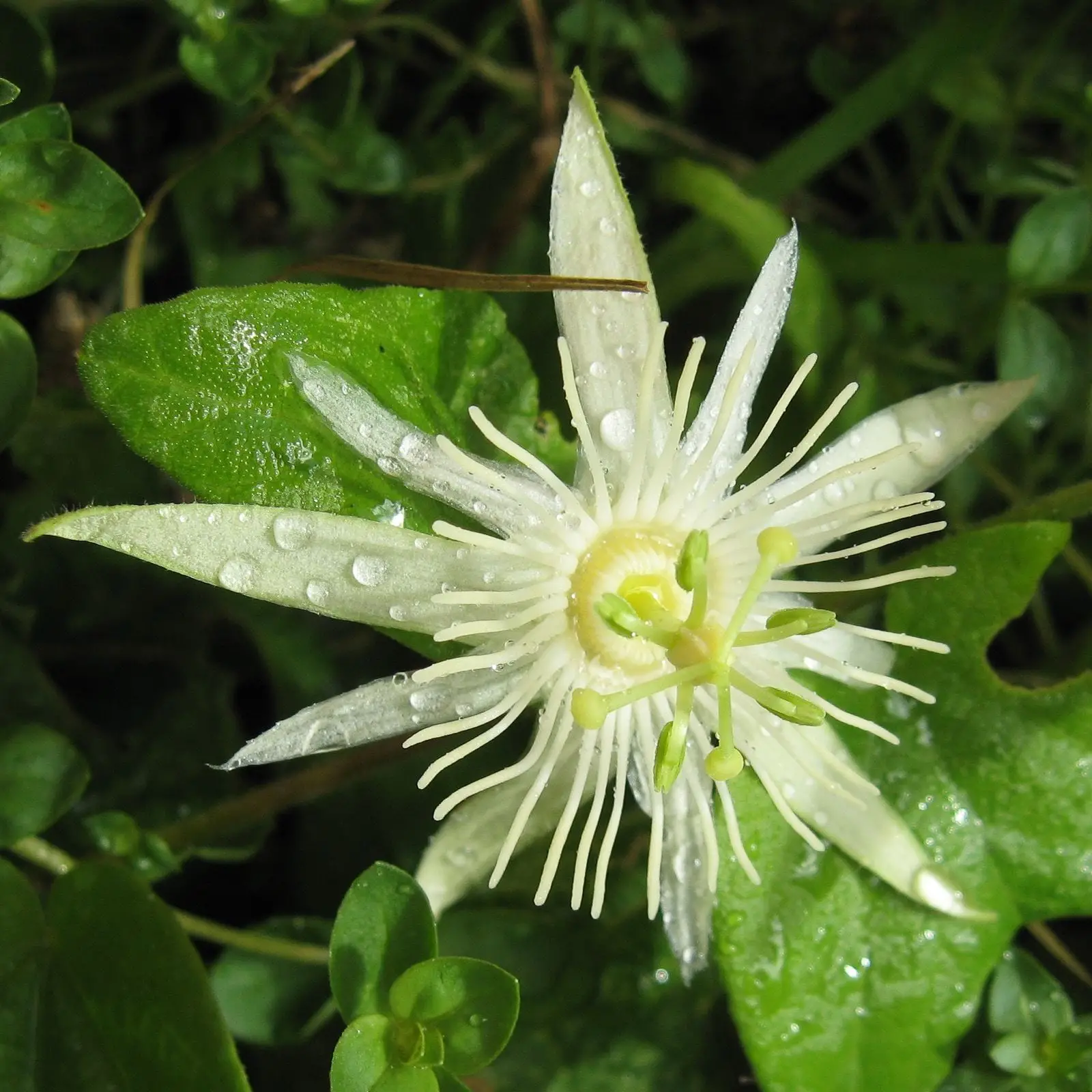 Passiflora capsularis - Vanilla Cream Passionflower Maracuja, Passion Fruit Vanilla, Passion Fruit Red - Image 6