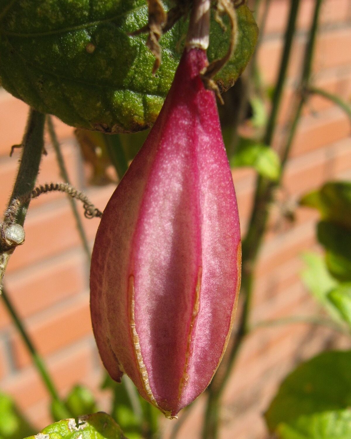 Passiflora capsularis - Vanilla Cream Passionflower Maracuja, Passion Fruit Vanilla, Passion Fruit Red - Image 7
