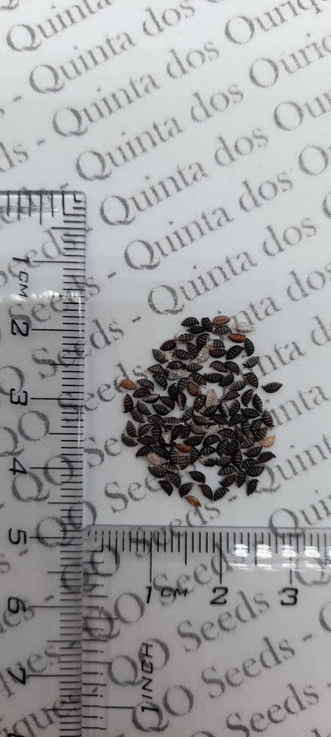 Passiflora capsularis - Vanilla Cream Passionflower Maracuja, Passion Fruit Vanilla, Passion Fruit Red - Image 8