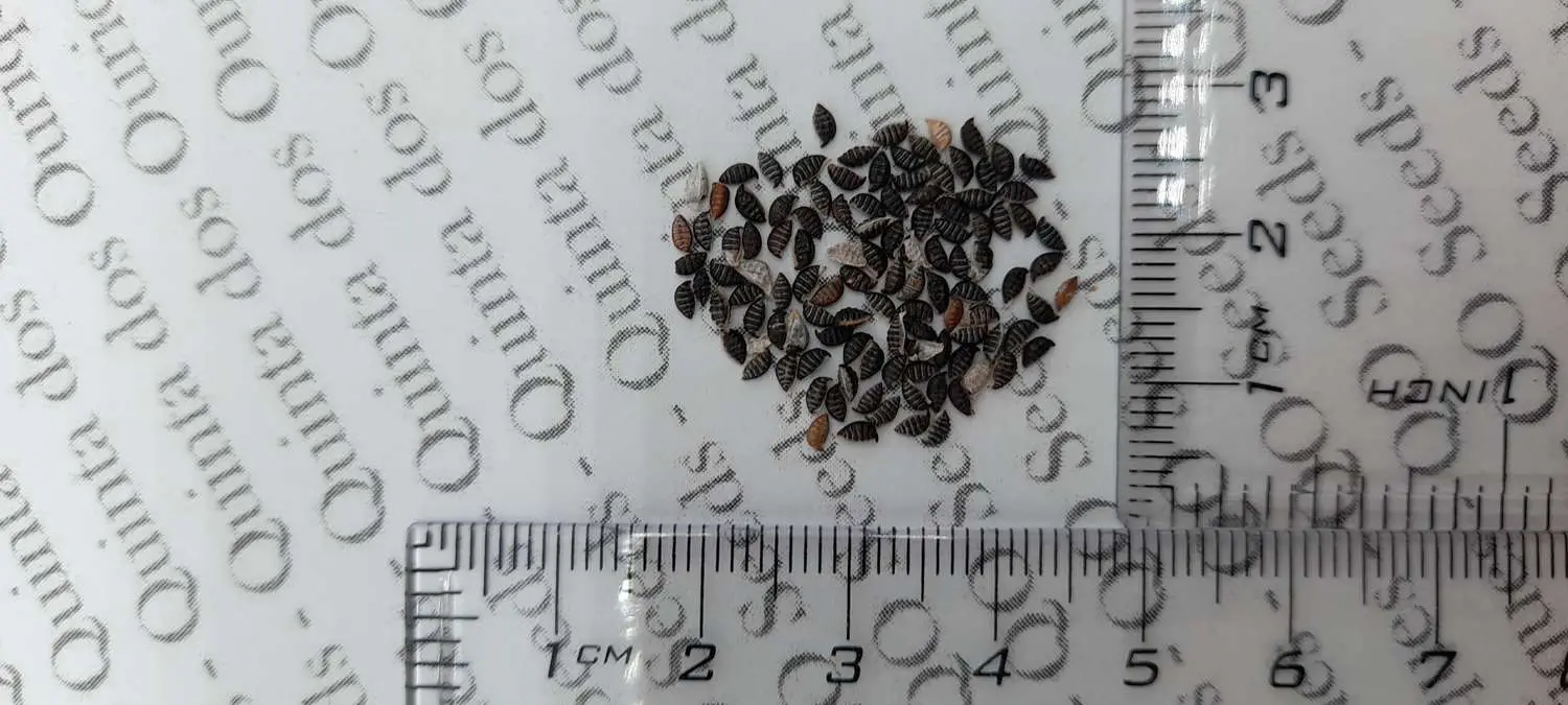 Passiflora capsularis - Vanilla Cream Passionflower Maracuja, Passion Fruit Vanilla, Passion Fruit Red - Image 8