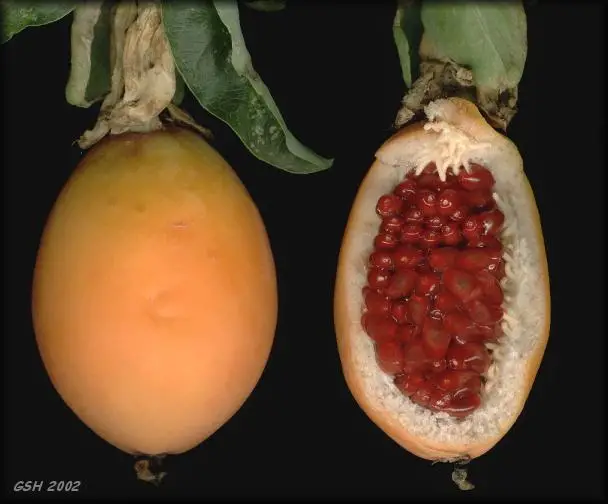 Passiflora Collection - Kit 75 Passionflower Seeds - Passion Fruit Seeds Combo - 5 Seeds from 15 different species - Image 3