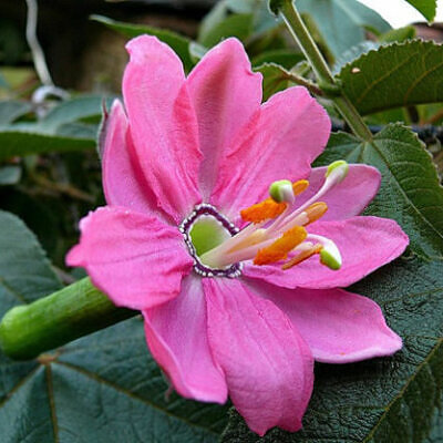 Passiflora Collection - Kit 75 Passionflower Seeds - Passion Fruit Seeds Combo - 5 Seeds from 15 different species