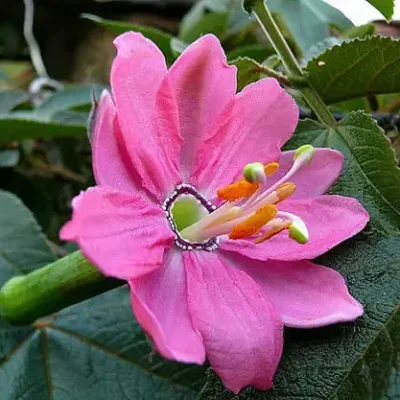 Passiflora Collection - Kit 75 Passionflower Seeds - Passion Fruit Seeds Combo - 5 Seeds from 15 different species