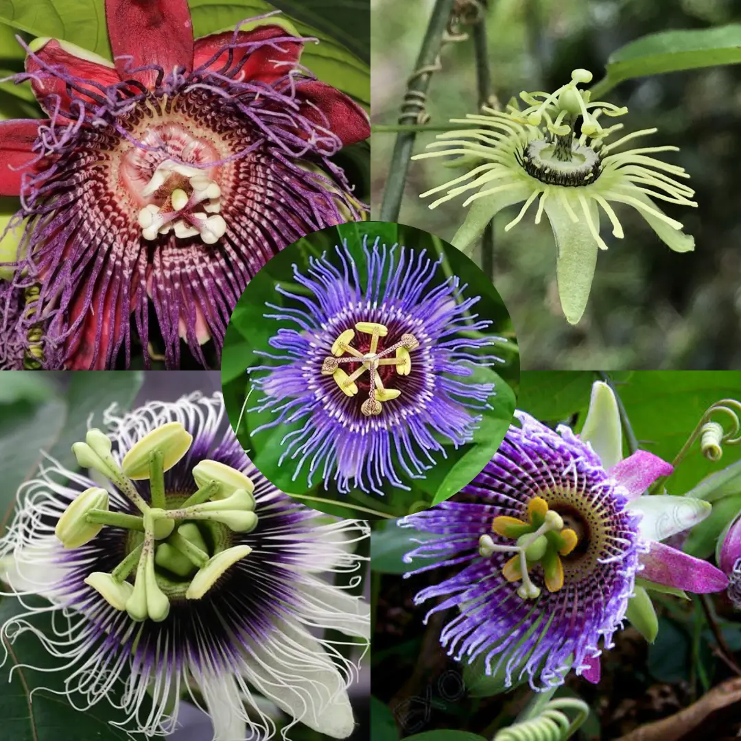Passiflora Collection - Kit 25 Passionflower Seeds - Passion Fruit Seeds Combo - 5 Seeds from 5 different species - Image 10