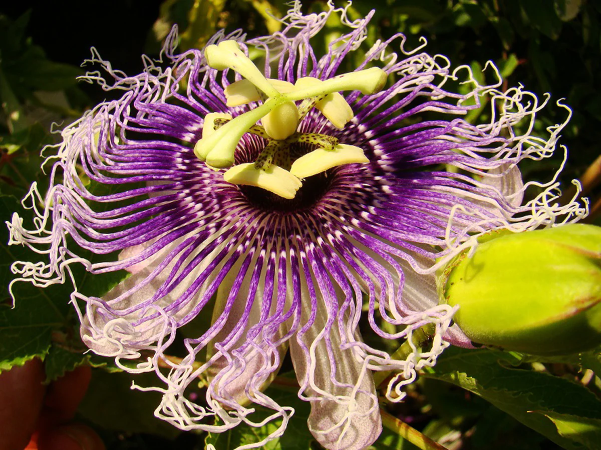 Passiflora Collection - Kit 25 Passionflower Seeds - Passion Fruit Seeds Combo - 5 Seeds from 5 different species - Image 13