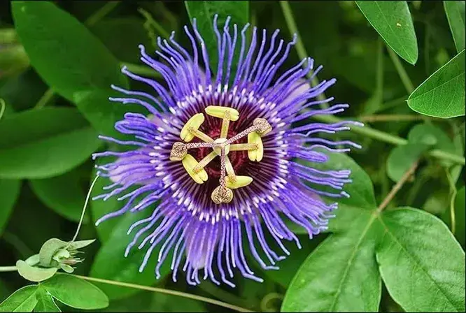 Passiflora Collection - Kit 25 Passionflower Seeds - Passion Fruit Seeds Combo - 5 Seeds from 5 different species - Image 15