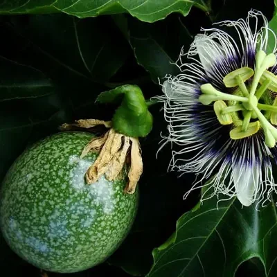 Passiflora edulis f. flavicarpa - Yellow Passion Fruit, Yellow Granadilla, Golden Passion Fruit