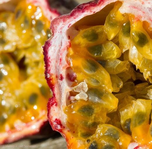 Passiflora edulis f. flavicarpa - Yellow Passion Fruit, Yellow Granadilla, Golden Passion Fruit - Image 7