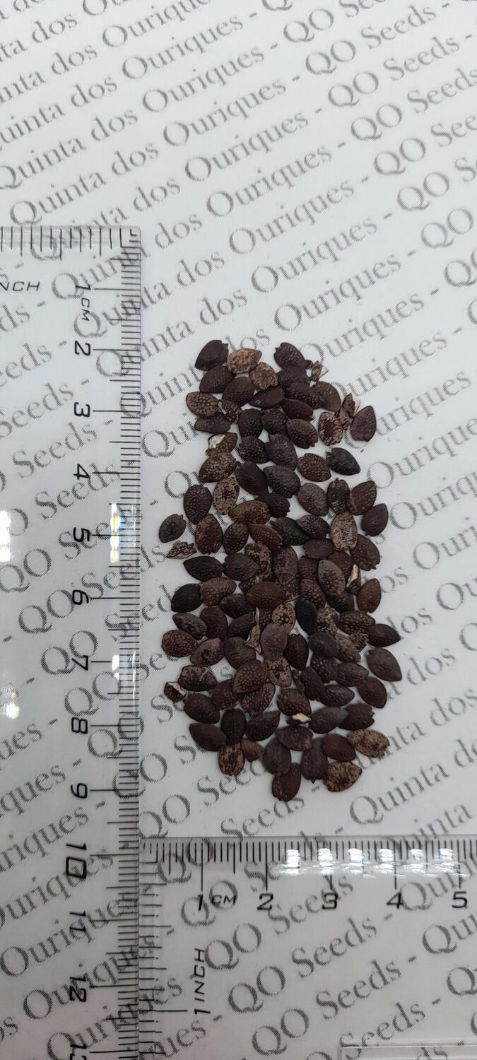 Passiflora edulis f. flavicarpa - Yellow Passion Fruit, Yellow Granadilla, Golden Passion Fruit - Image 10