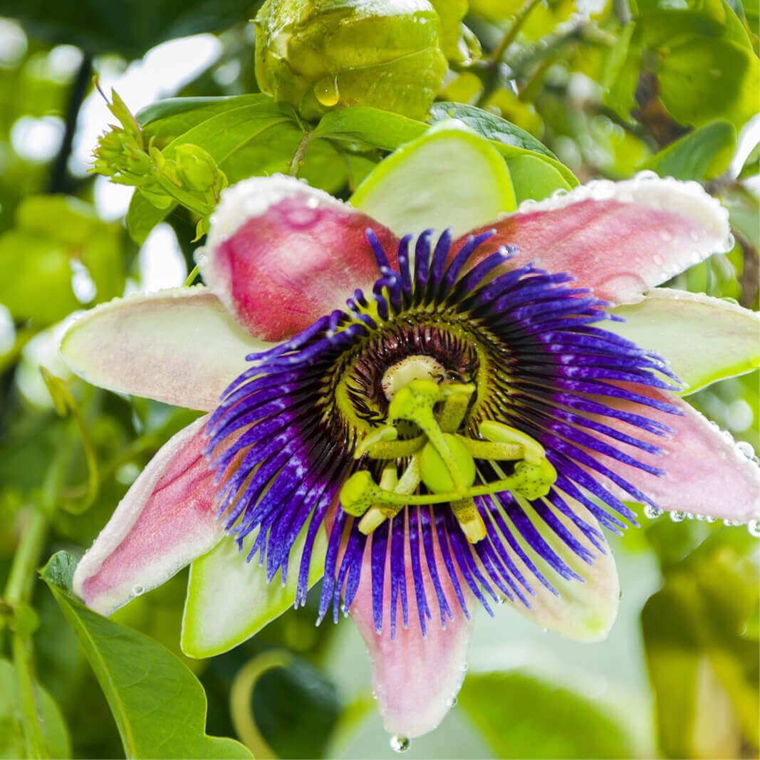 Passiflora edulis f. flavicarpa - Yellow Passion Fruit, Yellow Granadilla, Golden Passion Fruit - Image 13