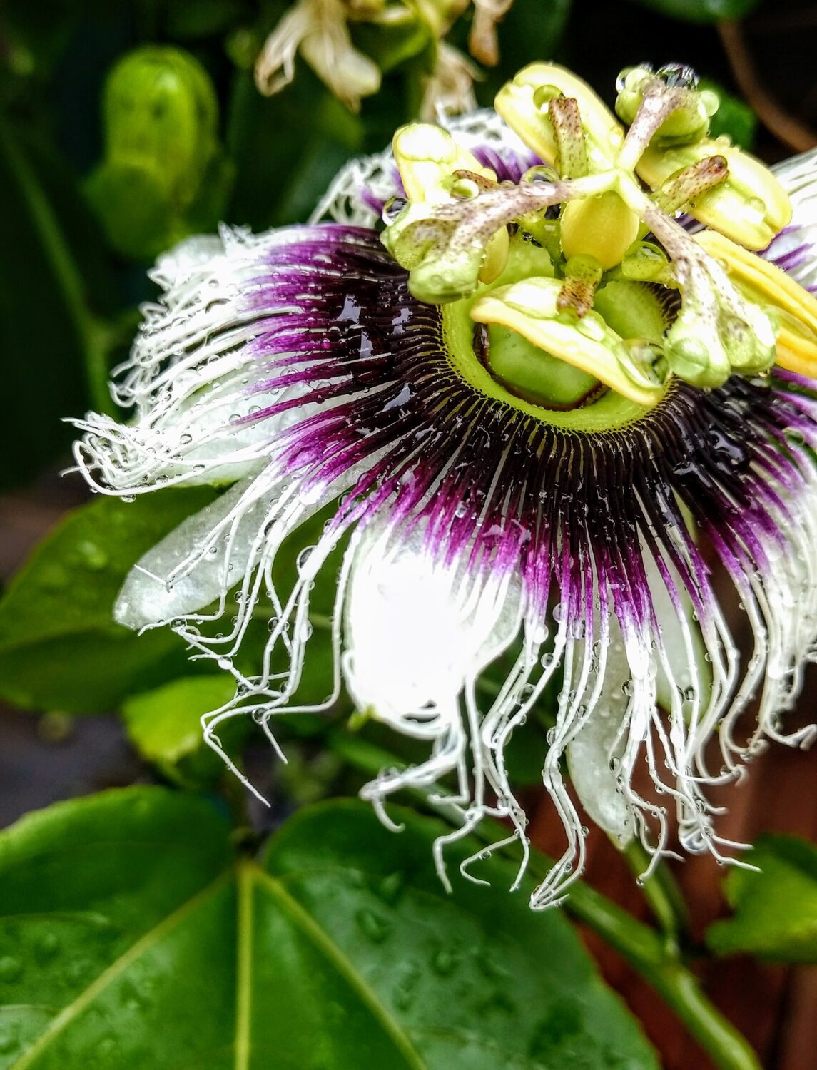 Passiflora edulis f. flavicarpa - Yellow Passion Fruit, Yellow Granadilla, Golden Passion Fruit - Image 14