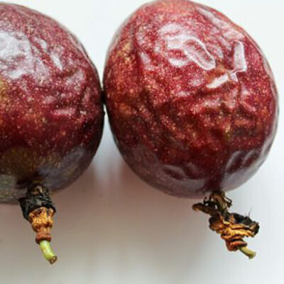 Passiflora edulis 'Red Flamenco' - Red Flamenco Passionflower Maracuja