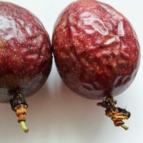 Passiflora edulis 'Red Flamenco' - Red Flamenco Passionflower Maracuja