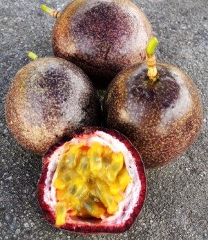 Passiflora edulis 'Red Flamenco' - Red Flamenco Passionflower Maracuja - Image 2