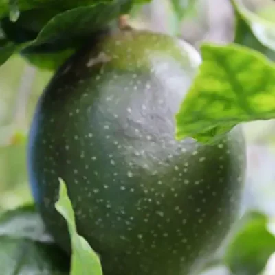 Passiflora edulis 'Tango' - Tango Passionflower Maracuja