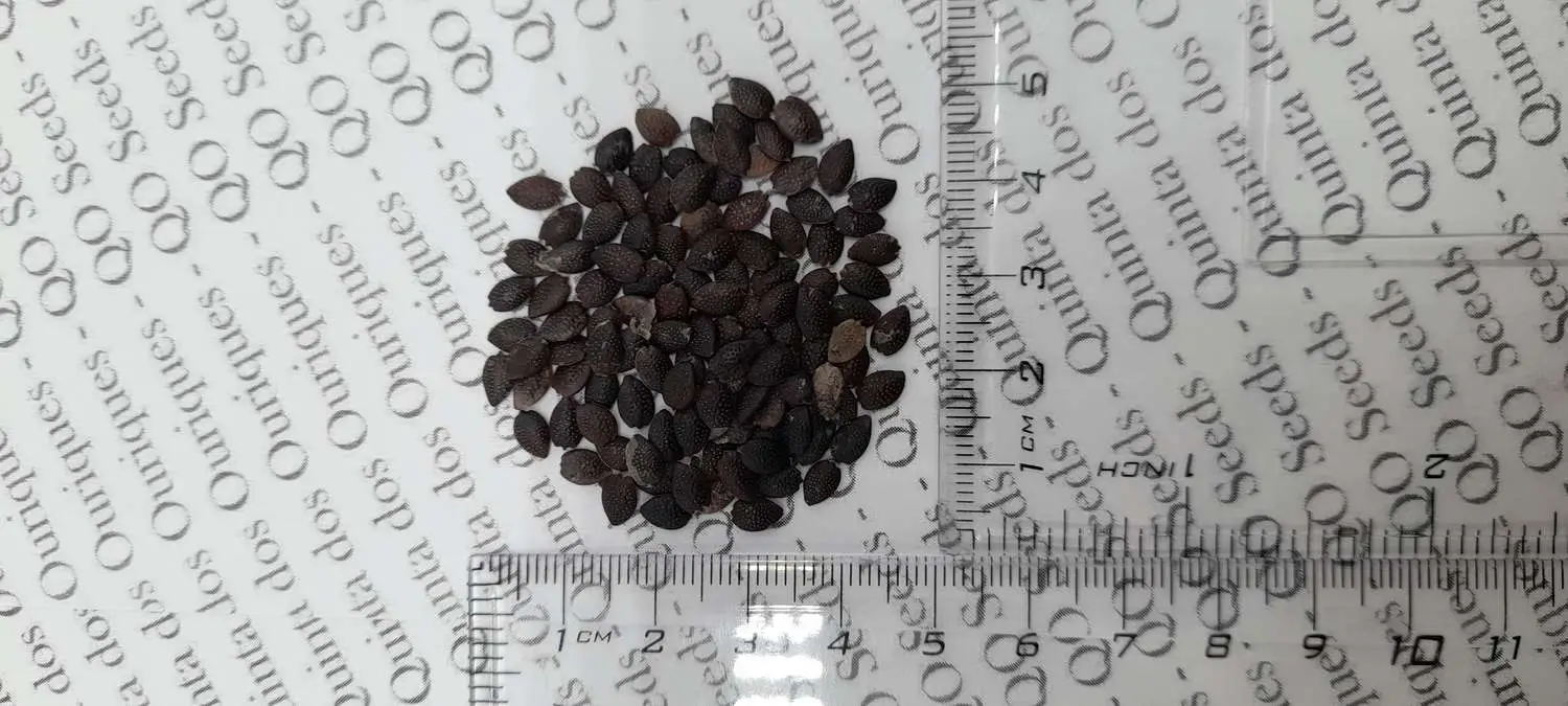 Passiflora edulis 'Tango' - Tango Passionflower Maracuja - Image 4