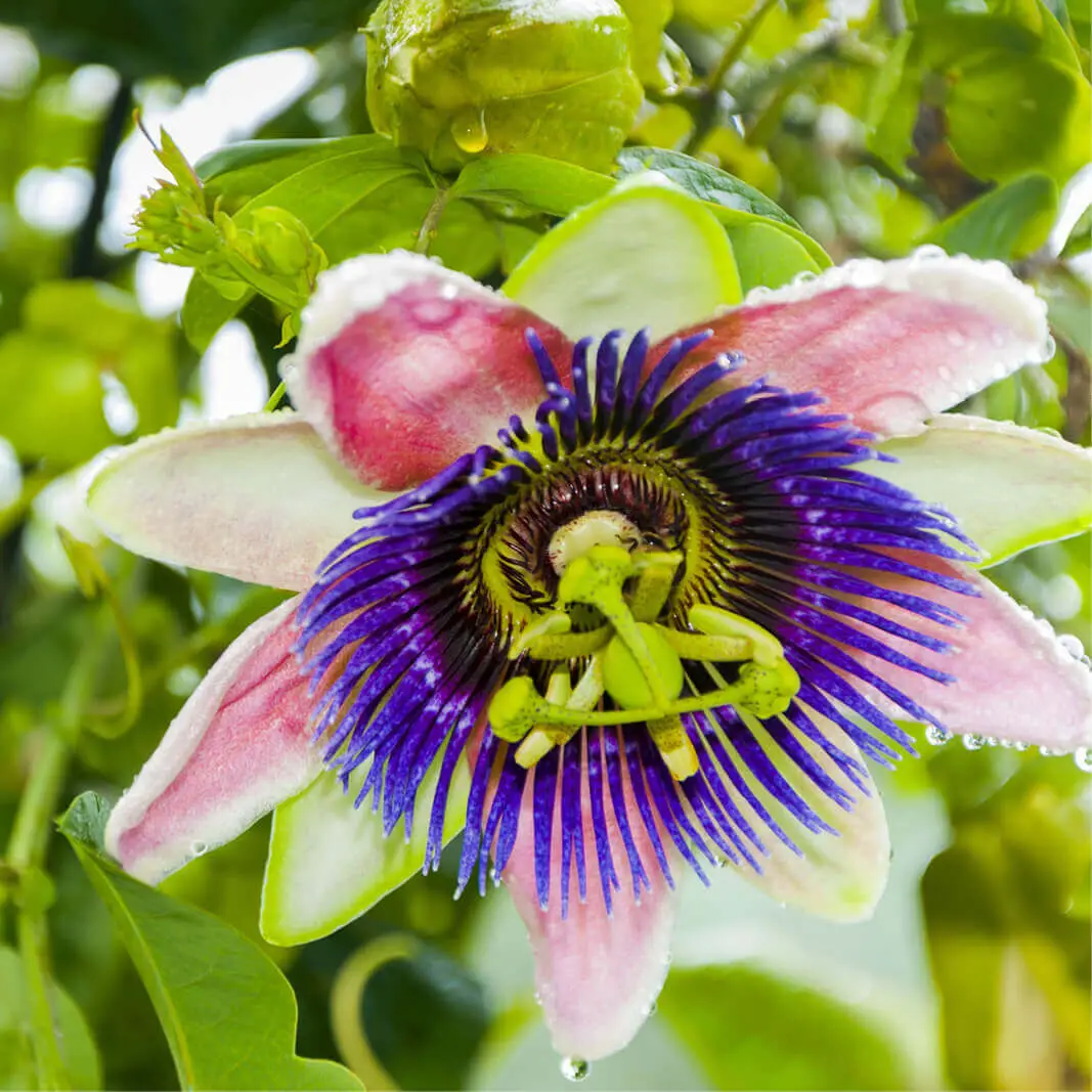 Passiflora edulis 'Tango' - Tango Passionflower Maracuja - Image 6