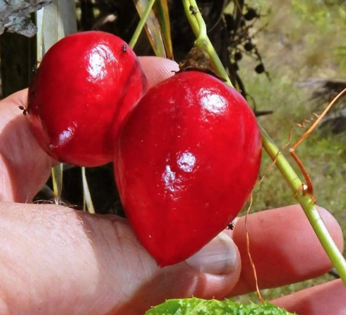 Passiflora foetida var. gossypiifolia - Cottonleaf Passionflower Maracuja - Image 3