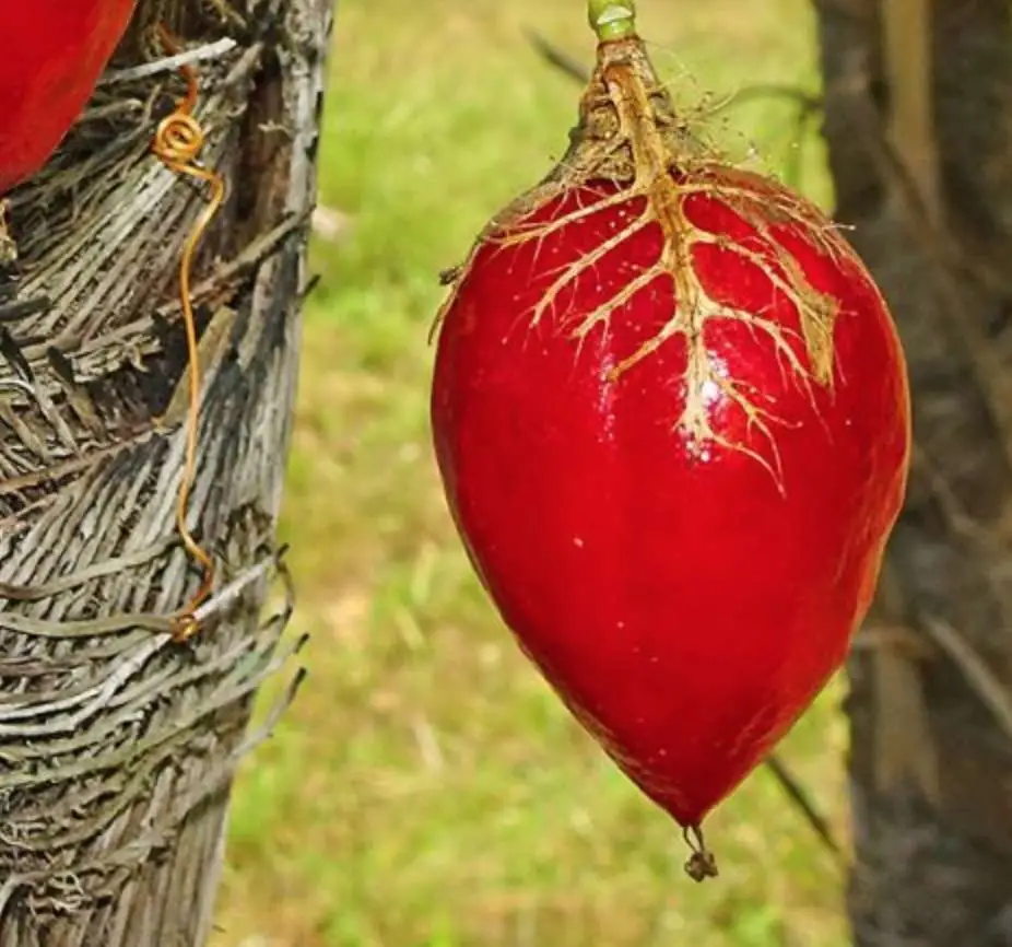 Passiflora foetida var. gossypiifolia - Cottonleaf Passionflower Maracuja - Image 5