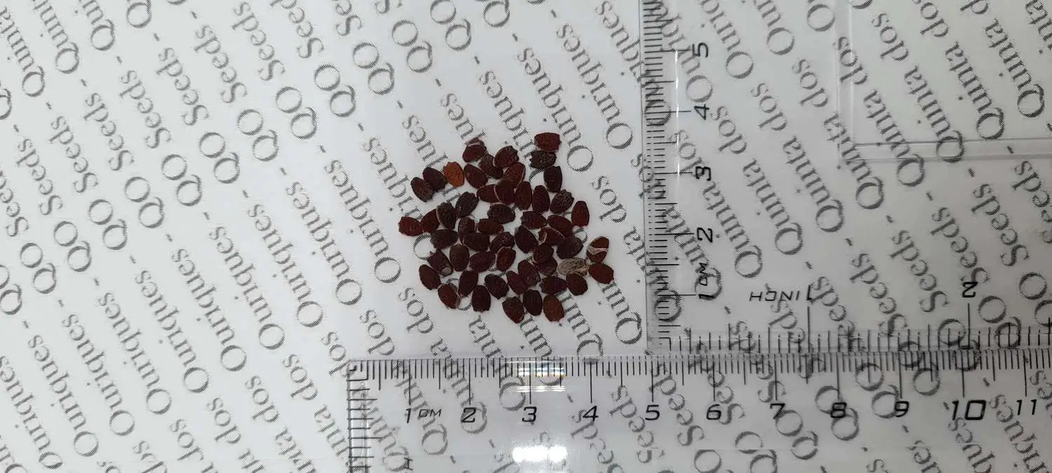 Passiflora foetida var. gossypiifolia - Cottonleaf Passionflower Maracuja - Image 6