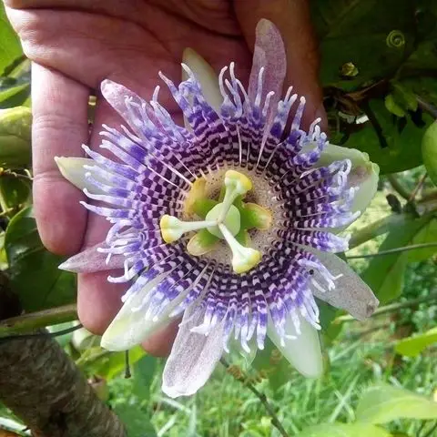 Passiflora ligularis - Sweet Granadilha Maracuja, Grenadia, Sweet Passion Fruit - Image 3