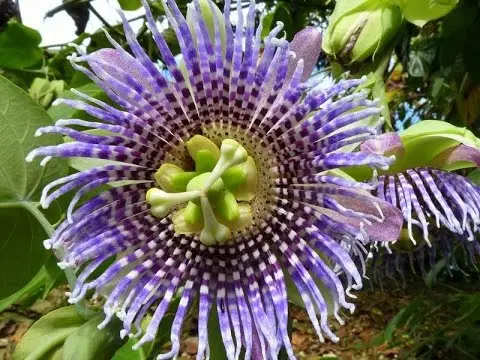 Passiflora ligularis - Sweet Granadilha Maracuja, Grenadia, Sweet Passion Fruit - Image 6