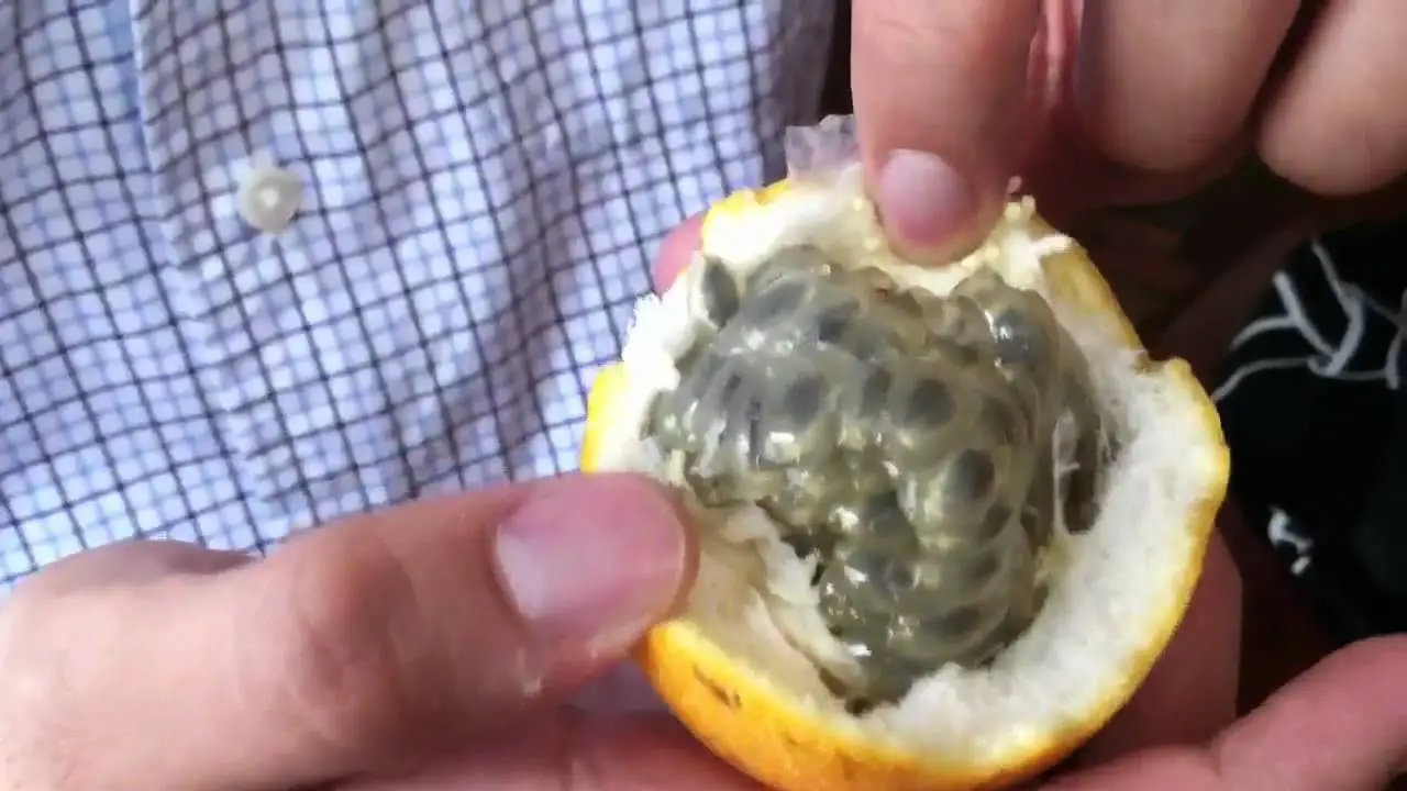 Passiflora ligularis - Sweet Granadilha Maracuja, Grenadia, Sweet Passion Fruit - Image 7