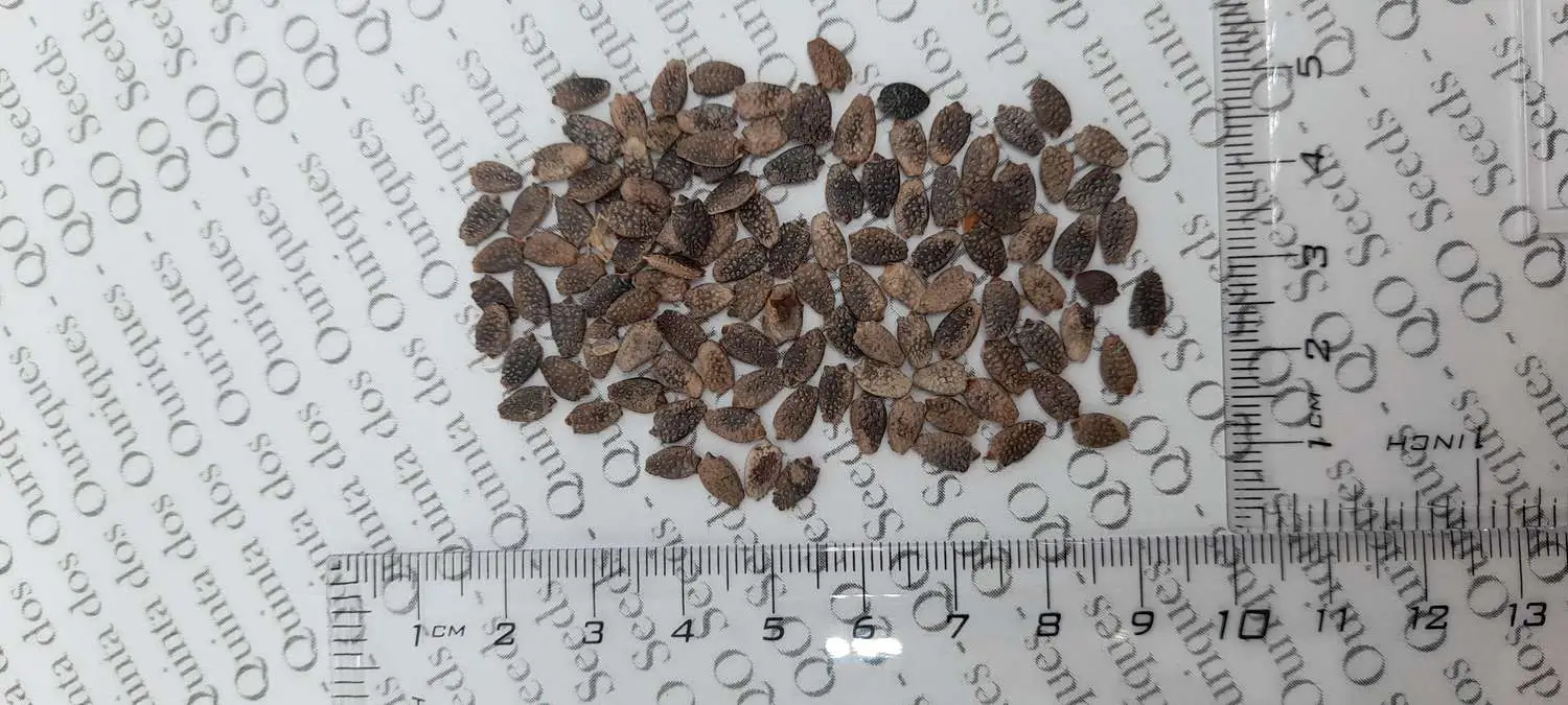 Passiflora ligularis - Sweet Granadilha Maracuja, Grenadia, Sweet Passion Fruit - Image 8