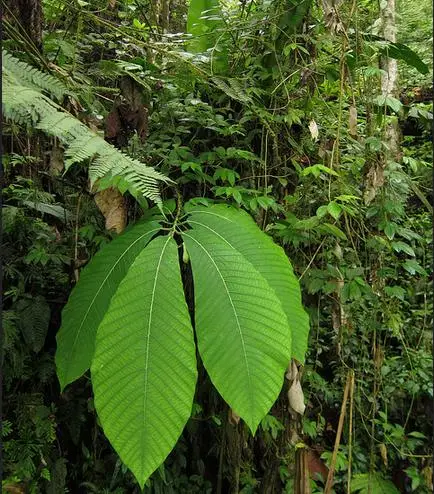 Passiflora macrophylla - Tree Passion Fruit, Passionflower Maracuja, Granadila Del Monte - Image 5