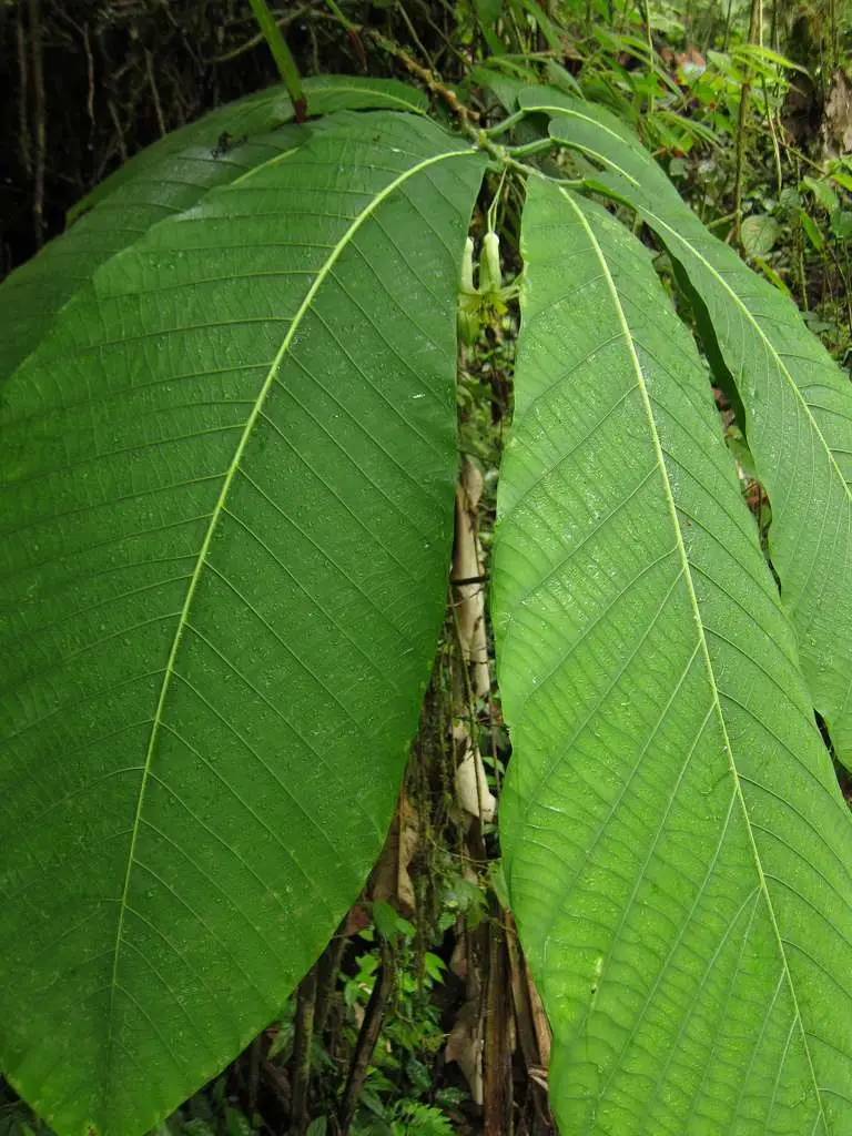 Passiflora macrophylla - Tree Passion Fruit, Passionflower Maracuja, Granadila Del Monte - Image 8