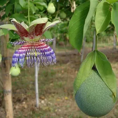 Passiflora maliformis - Passion Fruit Apple, Passionflower Maracuja, Sweet Cave, Sweet Calabash, Conch Apple, Wild Purple Passionfruit, Sweet Cup
