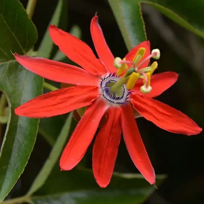 Passiflora manicata - Red Passionflower Maracuja