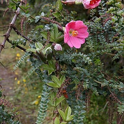 Passiflora mixta - Tumbo Passionflower Maracuja