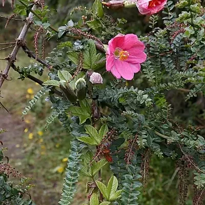 Passiflora mixta - Tumbo Passionflower Maracuja