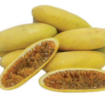 Passiflora mollissima / Passiflora tarminiana - Banana Passion Fruit, Passionflower Maracuja, Banana Poka