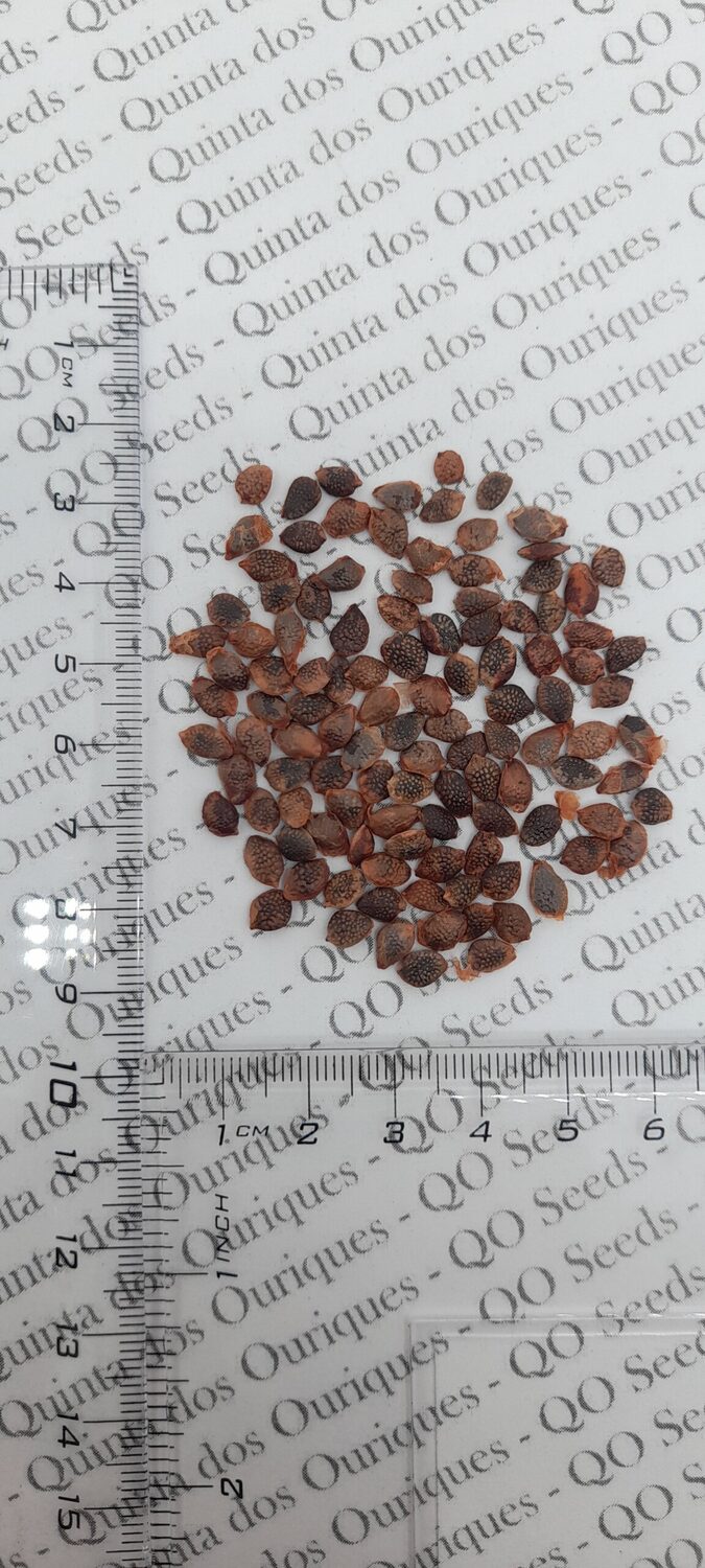 Passiflora mollissima / Passiflora tarminiana - Banana Passion Fruit, Passionflower Maracuja, Banana Poka - Image 5