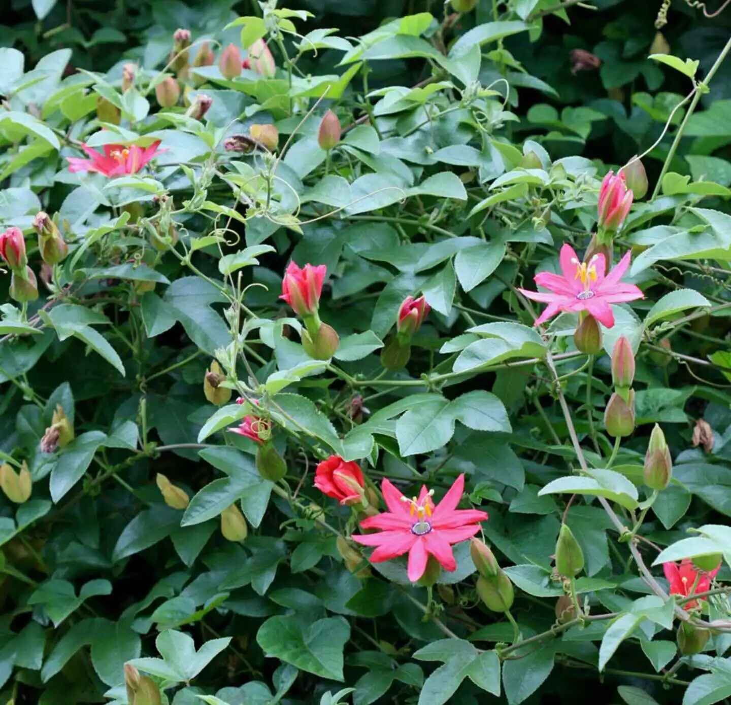 Passiflora mollissima / Passiflora tarminiana - Banana Passion Fruit, Passionflower Maracuja, Banana Poka - Image 7