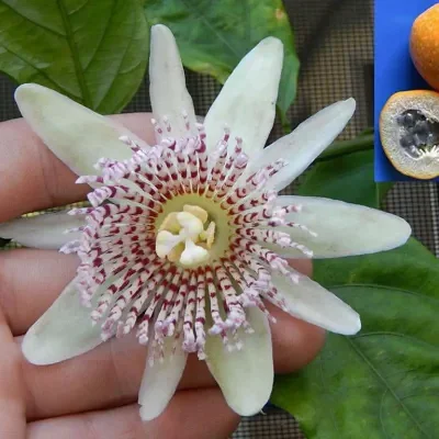 Passiflora nigradenia - Passionflower Maracuja