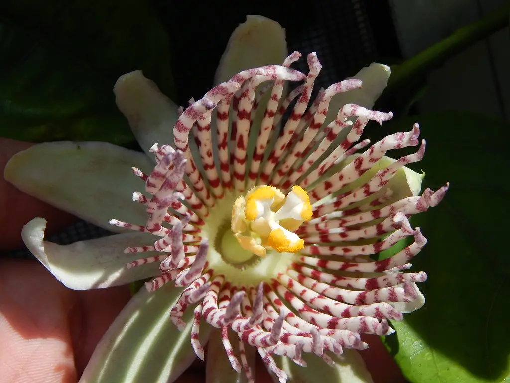 Passiflora nigradenia - Passionflower Maracuja - Image 2