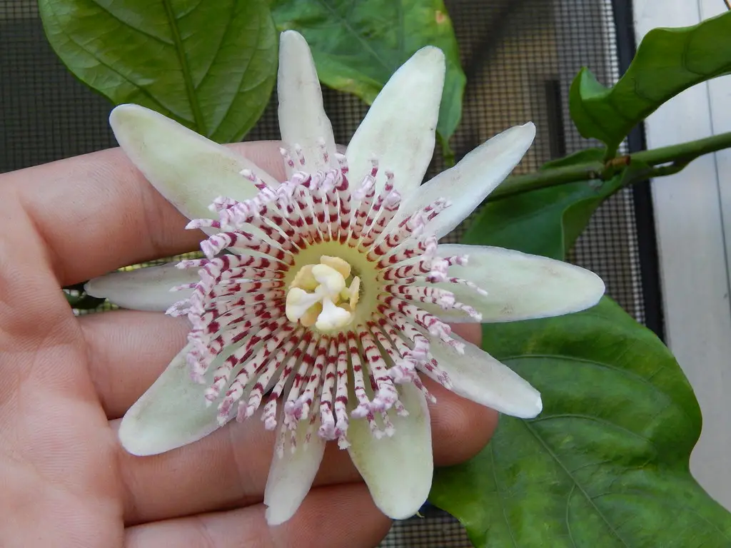 Passiflora nigradenia - Passionflower Maracuja - Image 3