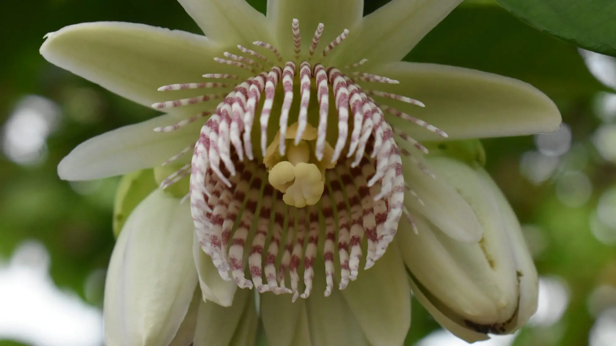 Passiflora nigradenia - Passionflower Maracuja - Image 11